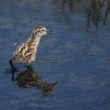 Poussin de Chevalier gambette en Loire-Atlantique